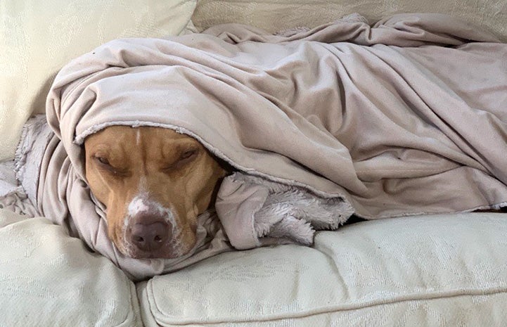 Brown pit bull type dog snuggled under a blanket to keep warm