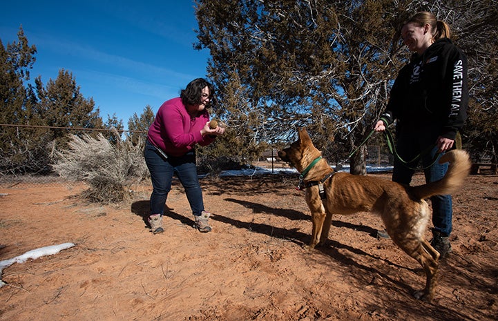 Two women with Bonneville the dog training search and rescue with a toy