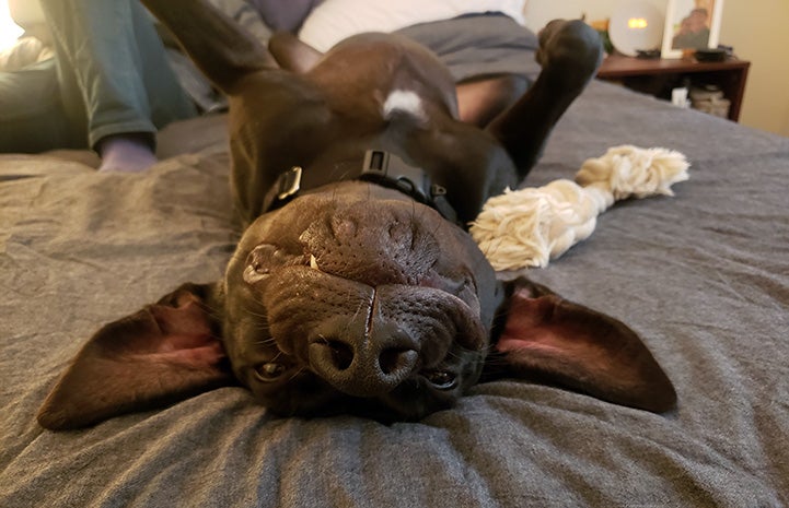 Gusby the dog lying upside down on a bed