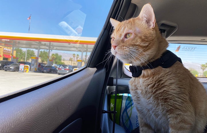 Steak the orange tabby cat looking out a car window