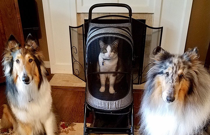 Hazel the cat in a stroller with therapy collie dogs on either side of her