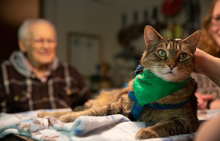 Hercules the therapy cat wearing a green bandanna and having someone pet him while a man watches