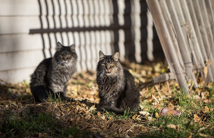 Two fluffy brown tabby community cats outside on a lawn surrounded by fallen leaves