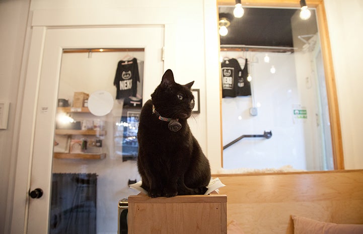 Black cat at the NEKO Cafe