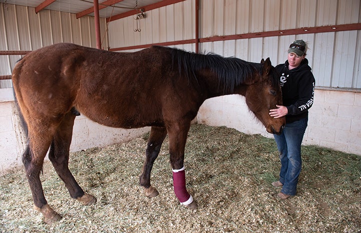 Morry the horse with his injured leg wrapped, being pet on the head by a woman