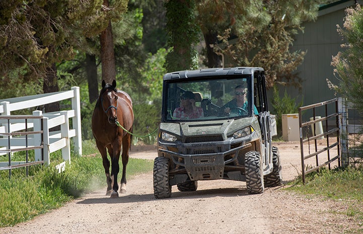 Morry the horse walking next to four-wheel drive vehicle
