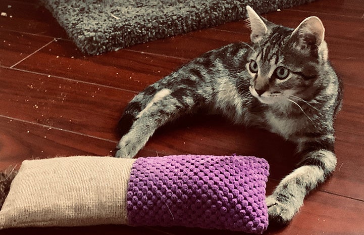 Maximus the tabby kitten lying on the floor next to a purple fabric and sisal kick toy