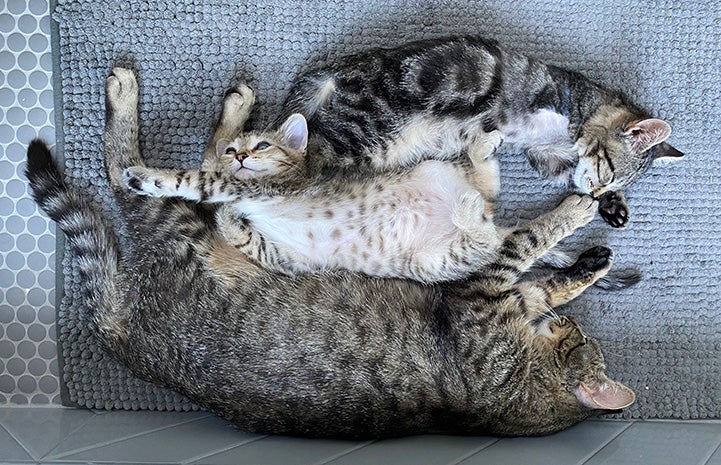 Mama cat sleeping next to two kittens