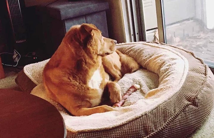 Sadie the dog lying in a fluffy dog bed looking out a window