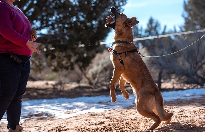 Bonneville the dog jumping up for a ball as a reward