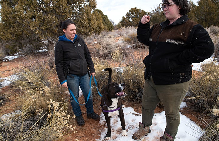 Manuel the black and white dog looking up to a woman for instruction on search and rescue training, while another woman has him on a leash