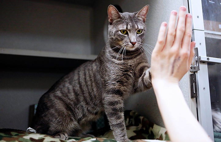 Gray tabby cat in a kennel giving a high-five to a person's hand