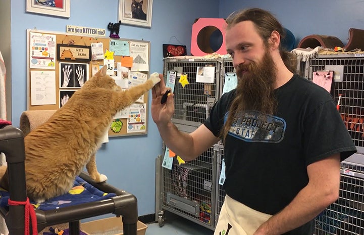Orange tabby cat giving a high-five to a man