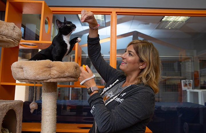 Black and white cat on a cat tree being trained by a woman with a treat and clicker
