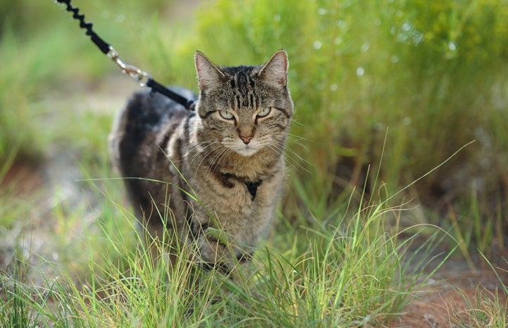 Ooms the brown tabby cat taking a walk outside on a leash