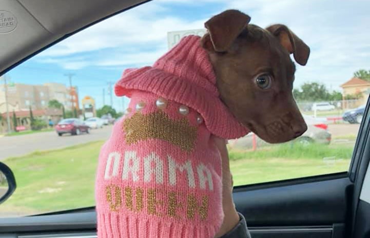 Monique the puppy wearing a Drama Queen sweater