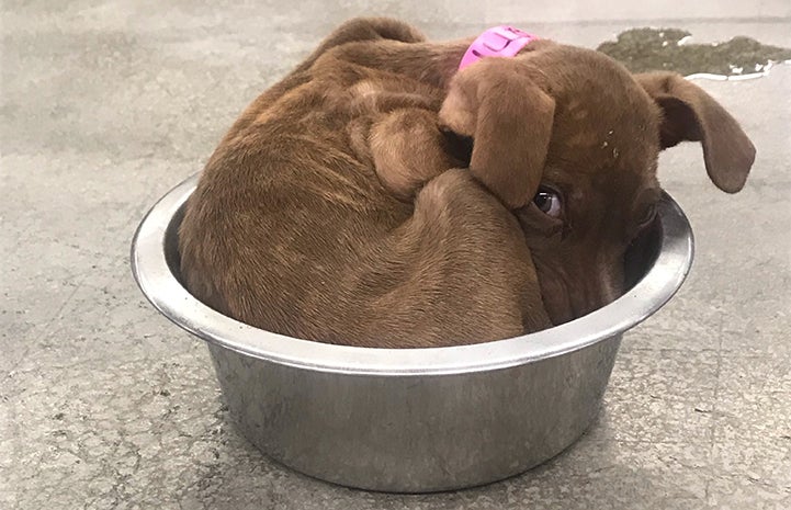 Monique the puppy lying in a stainless steel water bowl