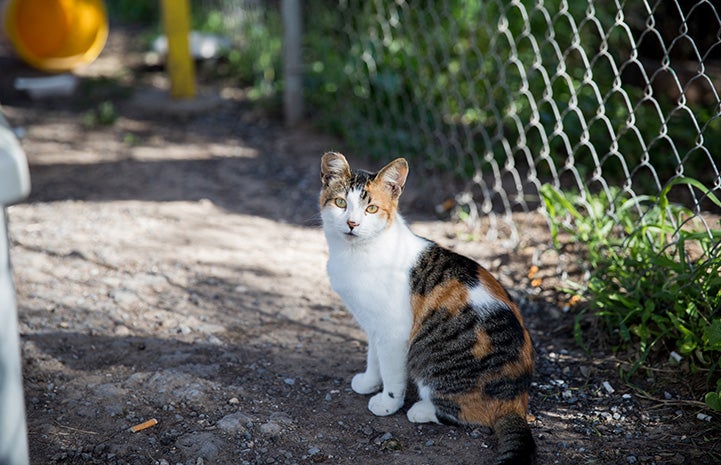Ear-tipped calico community cat sitting outside in front of a fence