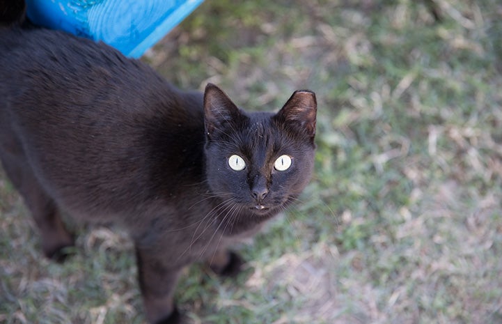 Ear-tipped black community cat