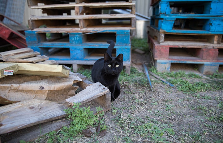 Black ear-tipped community cat in front of some stacked wooden pallets
