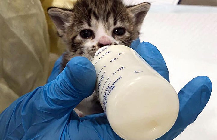Tabby and white kitten drinking formula out of a bottle