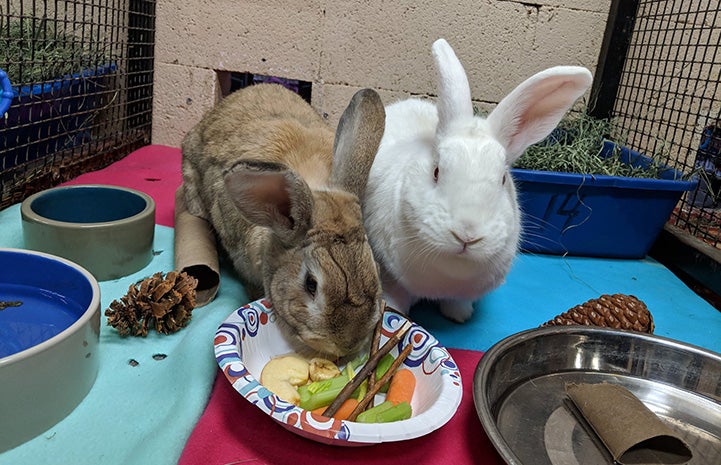 Two rabbits sharing fresh product treats from a bowl