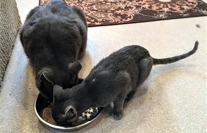 Two dark colored cats eating out of the same bowl