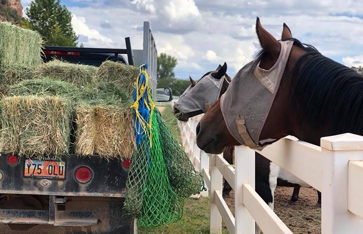 Two horses wearing fly masks sneaking hay out of delivery truck