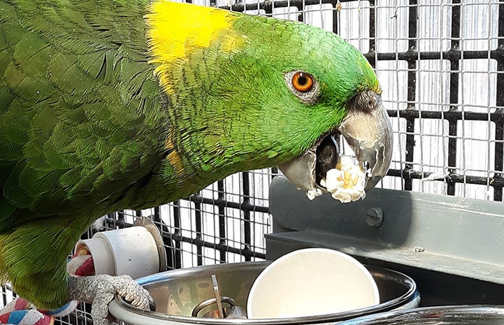 Green and yellow parrot eating popcorn out of a metal bowl