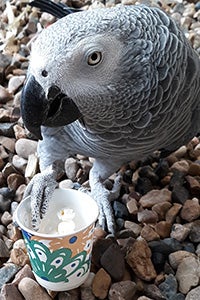 Amazon grey parrot eating popcorn out of a cup