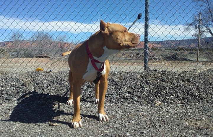 Bella the brown and white pit bull with cropped ears in front of a chain link fence
