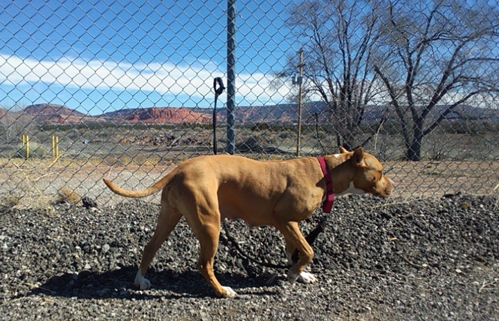 Bella the pit bull terrier with her leash attached to a chain link fence