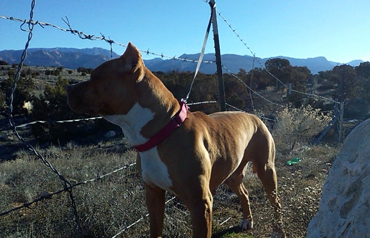 Bella the brown and white pit bull with cropped ears looking through a barbed wire fence