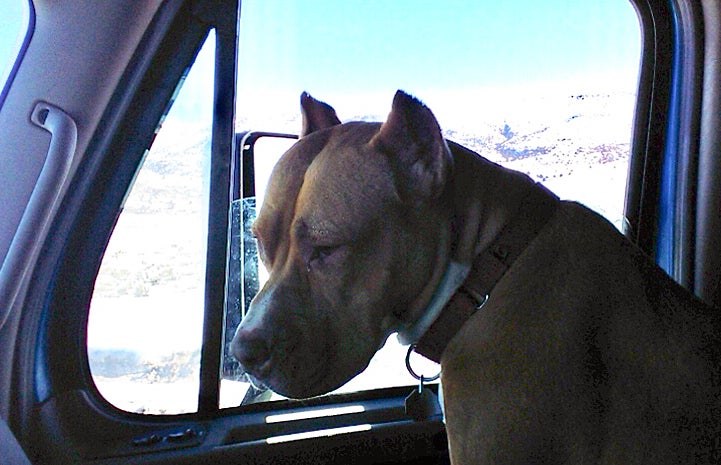 Bella the brown and white pit bull with cropped ears sitting in the side seat of her adopter's truck