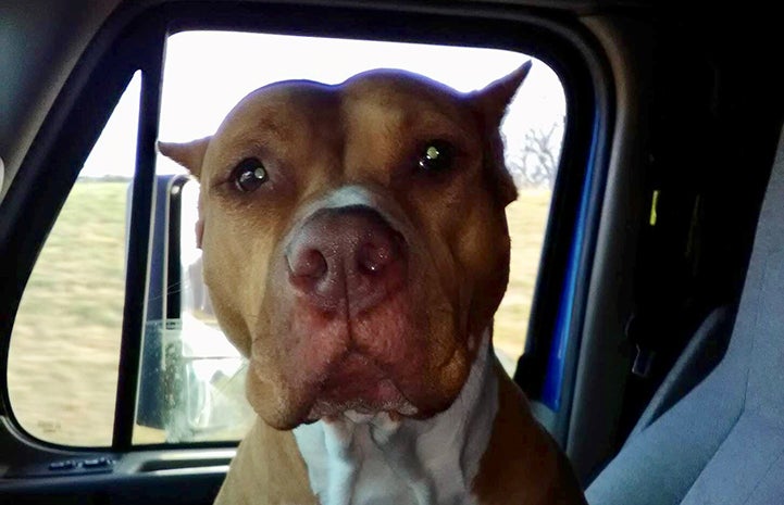 Bella the pit bull terrier riding shotgun in the passenger seat of her adopter's truck