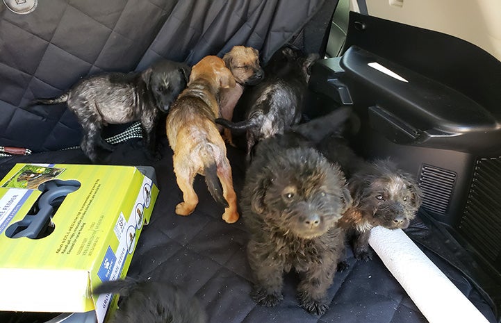 Litter of puppies with skin issues in the back seat of a car