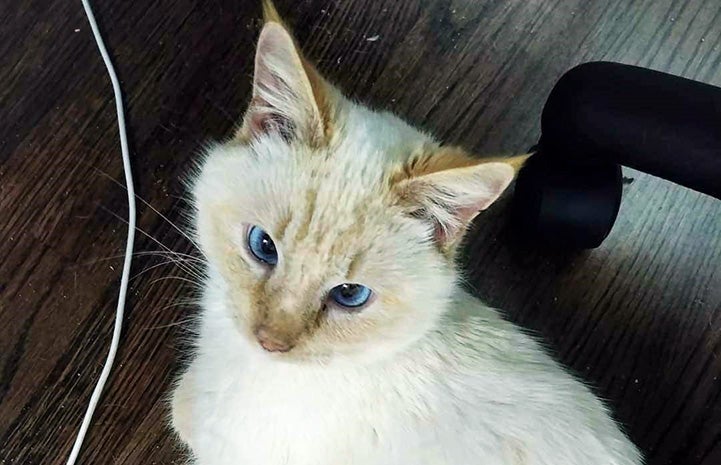 Kevin the flamepoint Siamese cat with blue eyes
