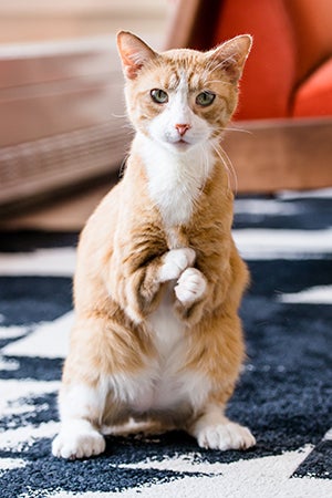 Roo the cat holds his front short legs and paws in a sort of boxer’s stance