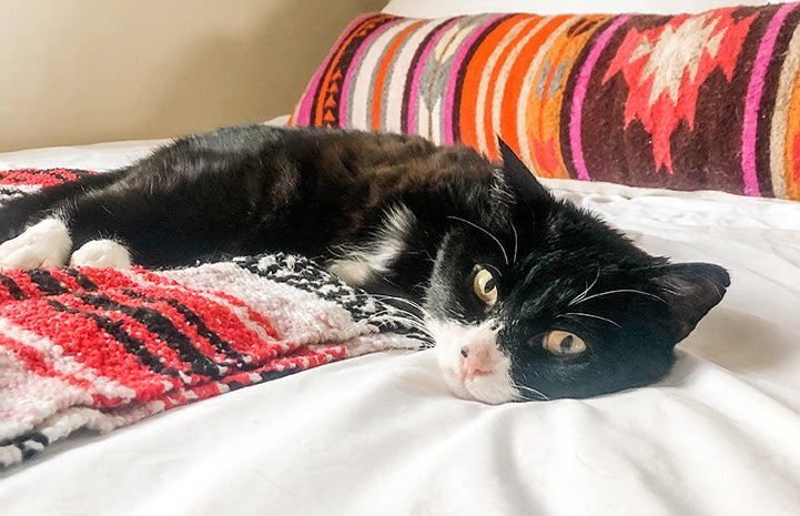 Rexie Roo, a cat with two legs, lying on a bed with a colorful pillow behind him