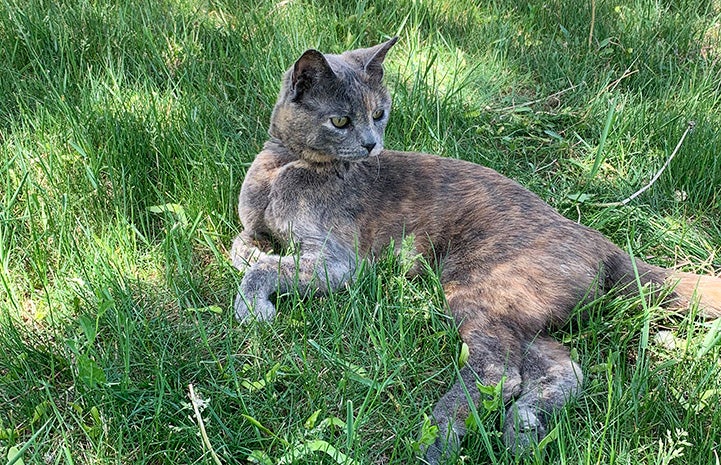 Cinnamon the cat lying in some green grass