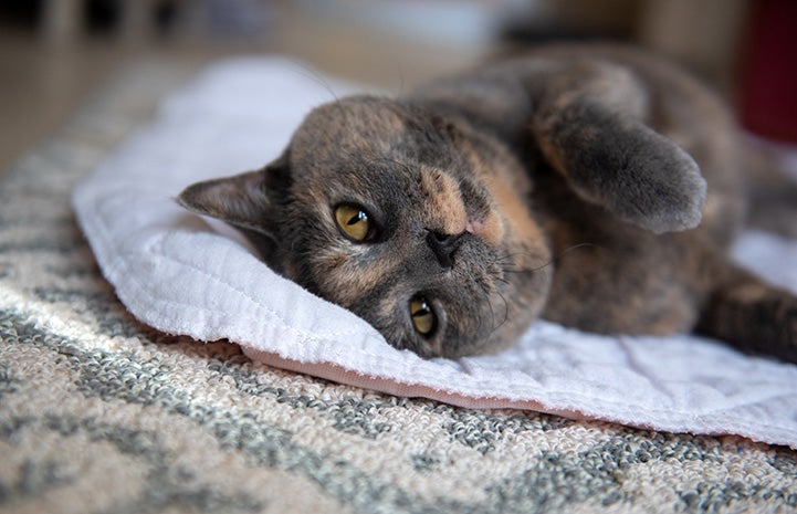 Cinnamon the dilute tortoiseshell cat lying upside-down and looking cute