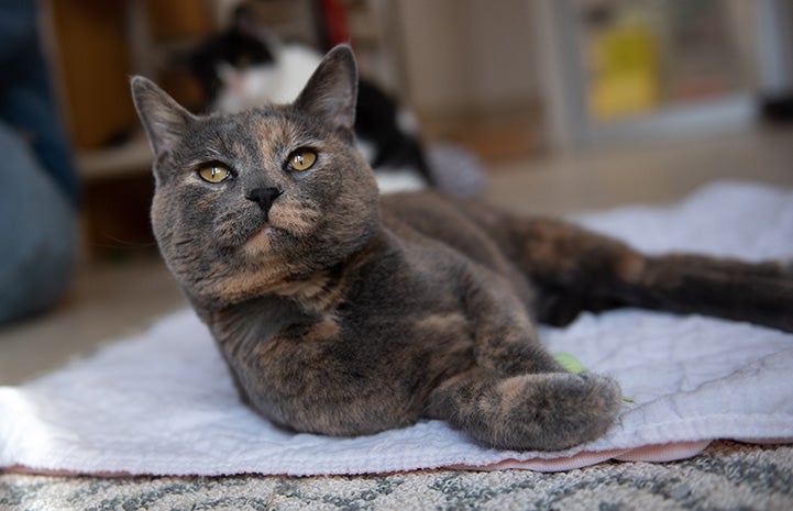 Dilute tortoiseshell cat Cinnamon lying on a pad