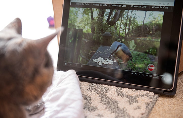 Cinnamon the cat watching a bird video on an iPad screen