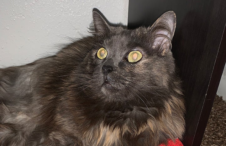 Roly Poly the longhair dilute tortoiseshell cat