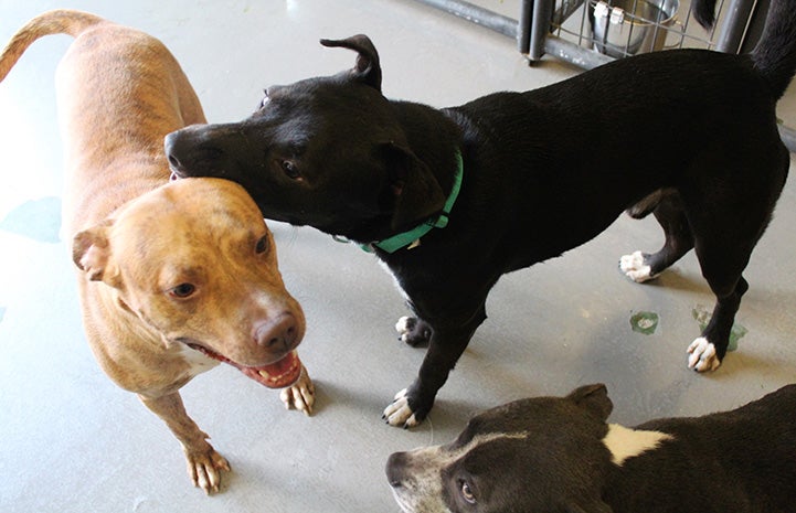 Polly Pocket the dog interacting with two other canine friends