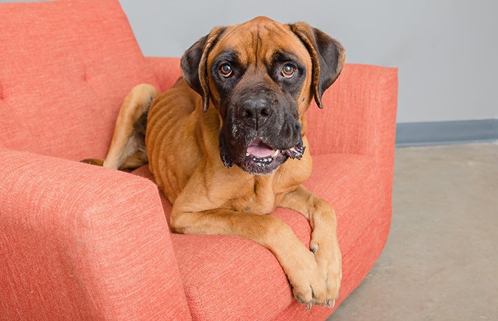 Santiago, a very underweight mastiff dog on an orange chair
