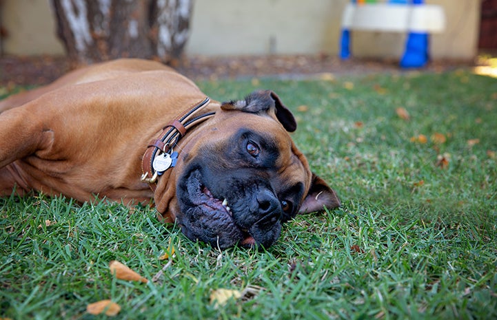 Santiago the mastiff lying in the grass