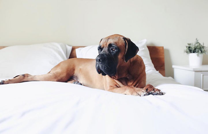 Santiago the mastiff lying on a bed