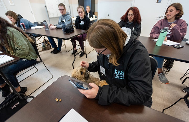 University student sitting at a table holding a cell phone with a little fluffy dog reaching up to her for attention