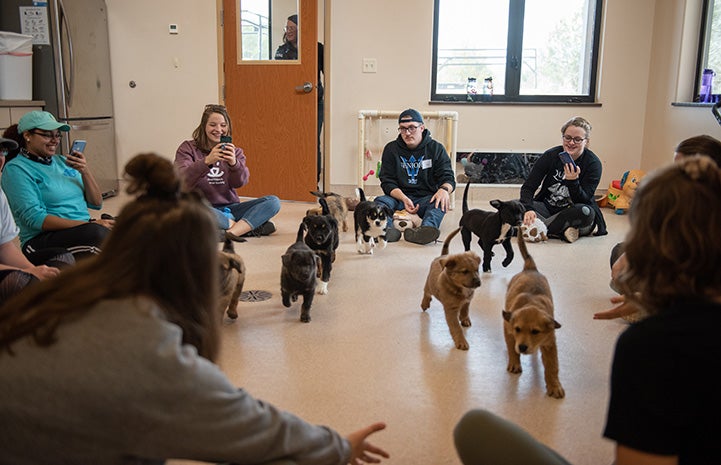 Group of university students sitting on the floor participating in puppy class